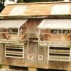 The smaller of the 2 breeder lofts notice the broken vent windows courtesy of racoons an inside wire shield protects the birds and keeps them calm During the breeding season the pairs are locked in the boxes over night and this helps as well 