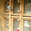 This is the individual breeder boxes with winter perches set in front of them. Notice the plexiglass slide pans are stored inside the box. The small thin purch 1"x 2" x 7" are great for cleaning only the floors need to be done.  